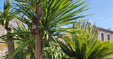 Piscine Tropicale Privée à Marseille Sainte-Marthe Filles Uniquement 9