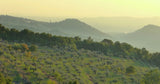 Swimmy Piscine Privée Avec Vue Panoramique Campagne De Fiesole 6