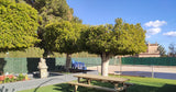 Piscine Privée Chauffée à Eau Salée Près d'Elche 7x4m 6