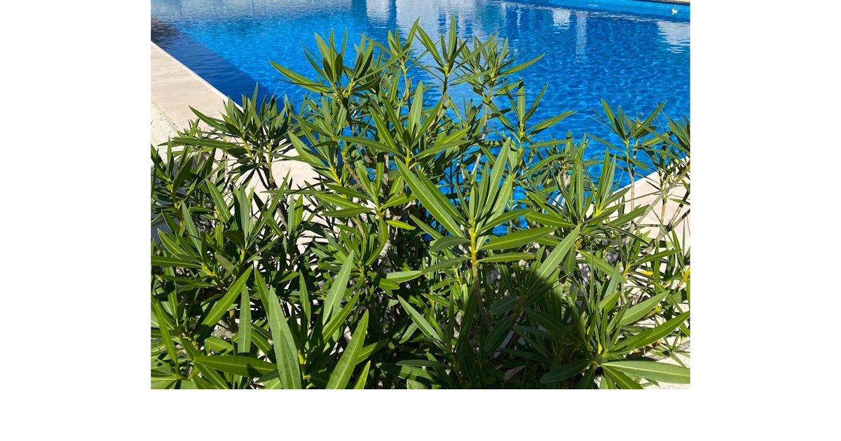 Grande Piscine à Chaource