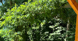 Belle Piscine dans un Écrin de Verdure à Jaulny 5