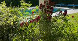 Piscine Creusée 7m x 3.5m Jardin à Les Auxons 5