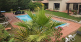 Grande Piscine à l'Ombre d'un Pin Parasol 3