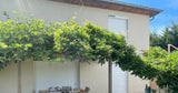 Oasis de Verdure Piscine Privée 3x6m à Meyzieu 4