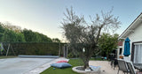 Piscine Extérieure à Décines-Charpieu 10 Baigneurs Pergola et Trampoline 1