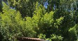 Grande et Belle Piscine Privée à Lunel-Viel près de Montpellier 6
