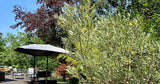 Swimmy Piscine Privée Chauffée 28° Saint-Augustin 7x3m Terrasse 6